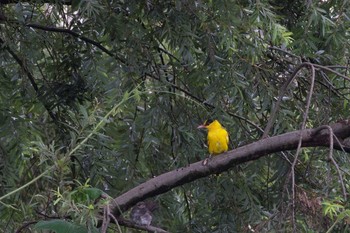 Black-naped Oriole Unknown Spots Wed, 8/16/2017