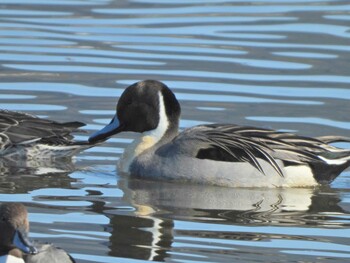 2022年1月16日(日) 轡堰の野鳥観察記録