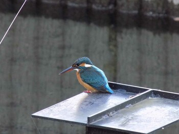 Common Kingfisher 埼玉県鴻巣市吹上 元荒川 Sun, 12/26/2021