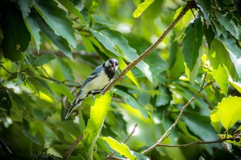 Japanese Tit 馬見丘陵公園 Wed, 8/16/2017