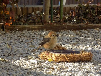 Bull-headed Shrike 埼玉県鴻巣市吹上 Sat, 1/22/2022