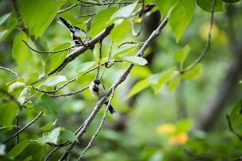 Japanese Tit 馬見丘陵公園 Wed, 8/16/2017