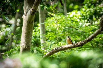 カワセミ 馬見丘陵公園 2017年8月16日(水)