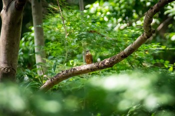 Common Kingfisher 馬見丘陵公園 Wed, 8/16/2017