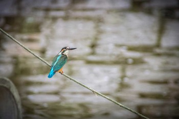 Common Kingfisher 馬見丘陵公園 Wed, 8/16/2017