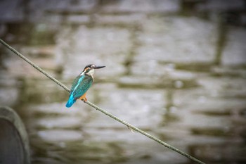 カワセミ 馬見丘陵公園 2017年8月16日(水)