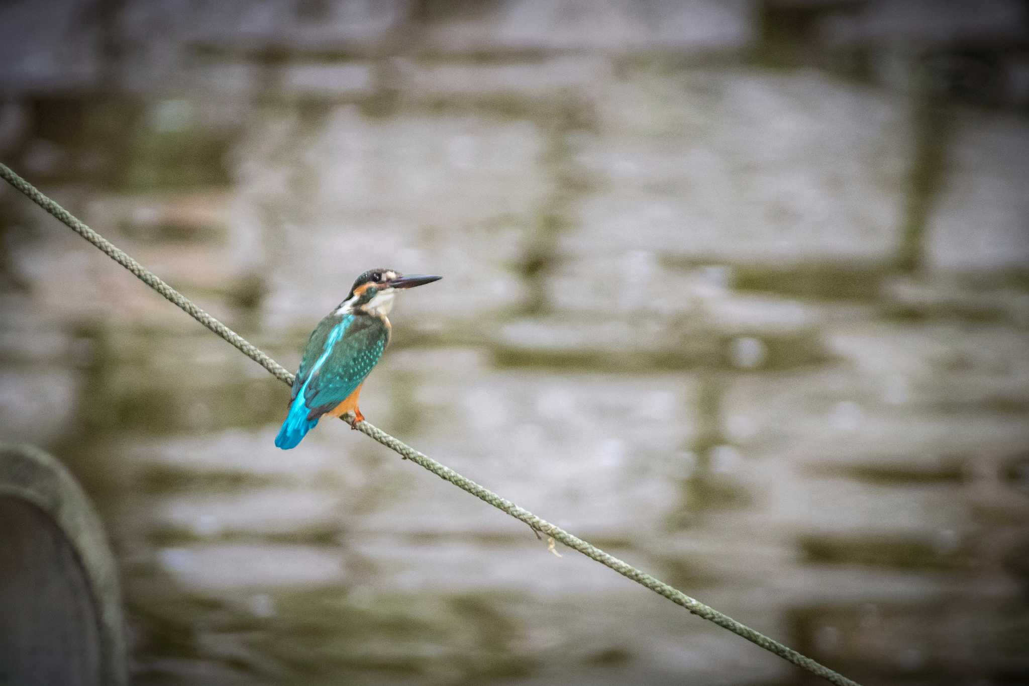 Photo of Common Kingfisher at 馬見丘陵公園 by tatsuya