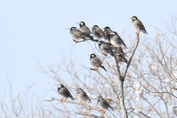 ムクドリ 木曽川町 2021年1月30日(土)