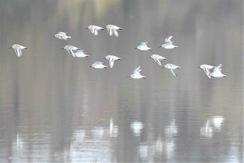 ハマシギ 木曽川町 2022年1月3日(月)