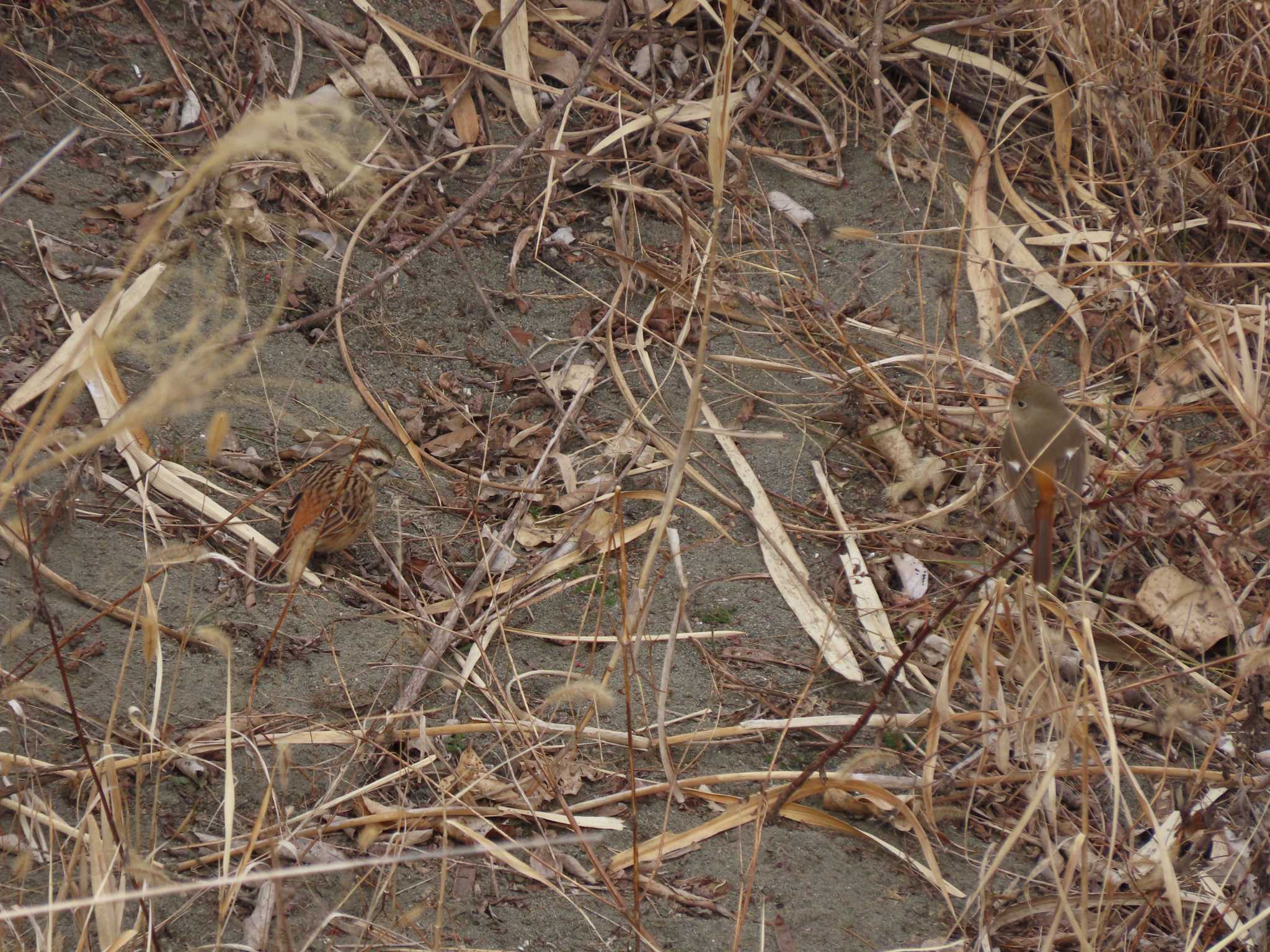 Photo of Daurian Redstart at 羽村堰 by のぐち