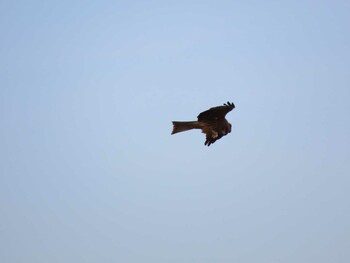 Black Kite 羽村堰 Sat, 1/29/2022