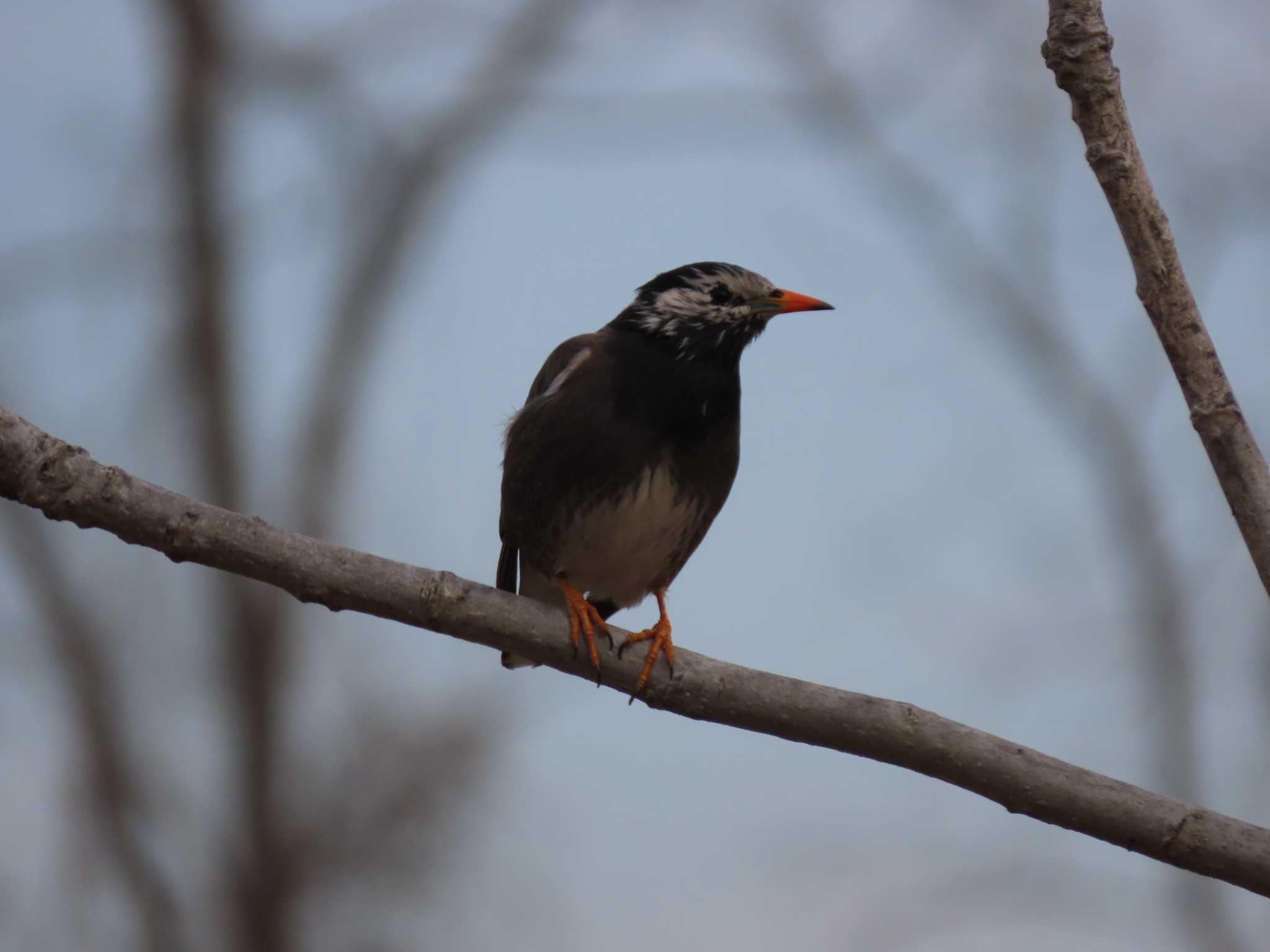 Photo of White-cheeked Starling at 羽村堰 by のぐち