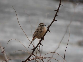 Meadow Bunting 羽村堰 Sat, 1/29/2022