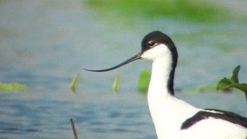 Pied Avocet 千葉県　木更津市 Unknown Date