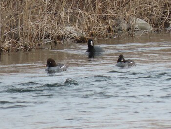 Eurasian Coot 羽村堰 Sat, 1/29/2022