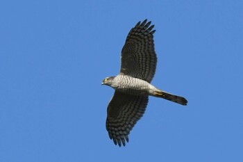 ハイタカ 木曽川町 2022年1月27日(木)