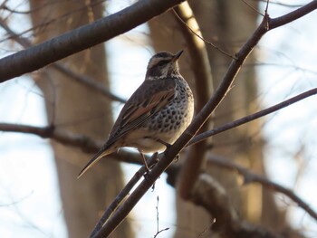 2022年1月29日(土) 玉川上水(福生市周辺)の野鳥観察記録