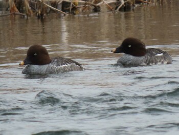 Sat, 1/29/2022 Birding report at 羽村堰