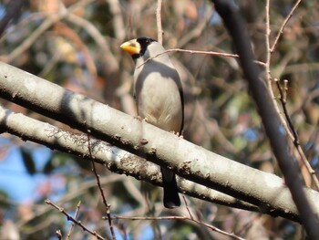 2022年1月29日(土) 浅間岳(東京都)の野鳥観察記録