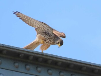 チョウゲンボウ 一宮市小信中島 2021年4月19日(月)