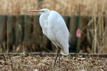 シラサギ 小山田緑地公園 2022年1月30日(日)