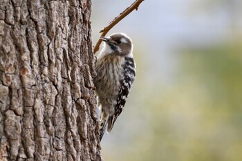 Japanese Pygmy Woodpecker 鶴牧西公園 Sun, 1/30/2022