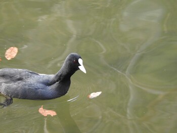 オオバン 京都市宝ヶ池公園 2022年1月30日(日)