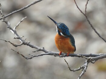 Common Kingfisher 京都市宝ヶ池公園 Sun, 1/30/2022