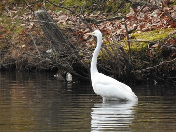 Great Egret 京都市宝ヶ池公園 Sun, 1/30/2022