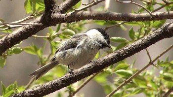 コガラ 場所が不明 撮影日未設定