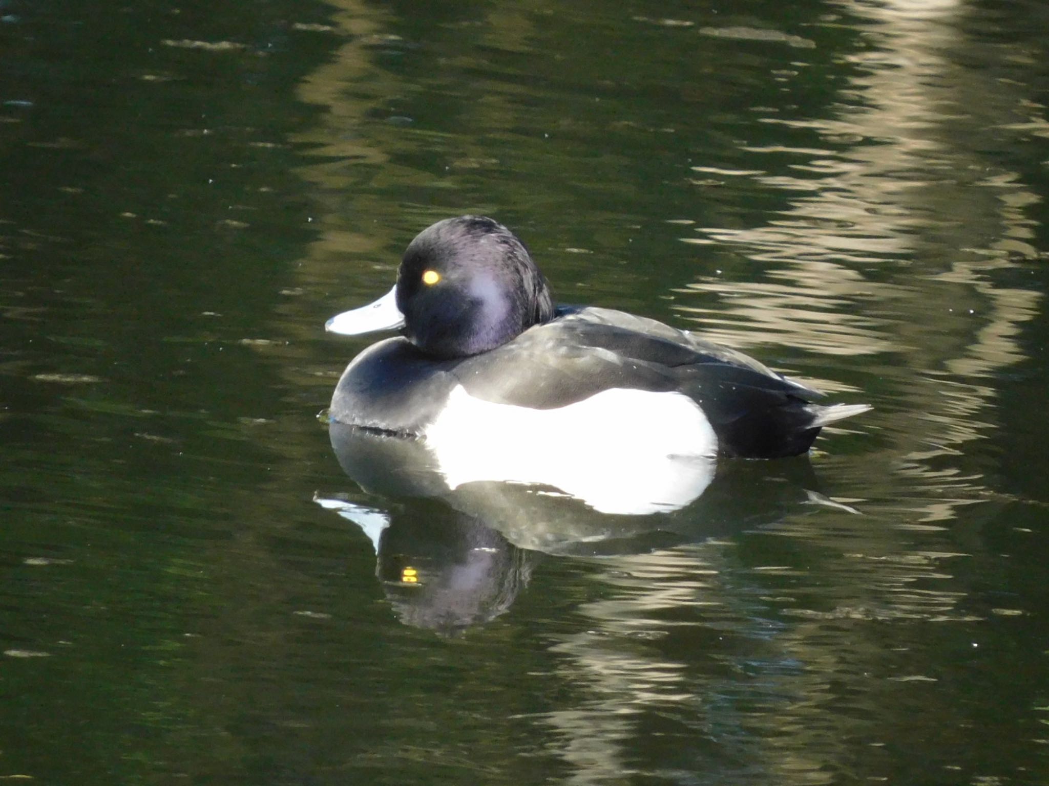 葛西臨海公園 キンクロハジロの写真 by ucello