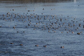 Sun, 1/30/2022 Birding report at 多摩川二ヶ領宿河原堰