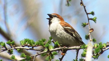 Russet Sparrow Senjogahara Marshland Unknown Date