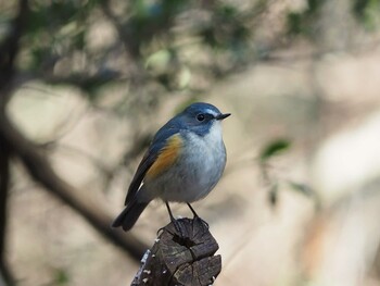 Red-flanked Bluetail くろんど池 Sat, 1/22/2022