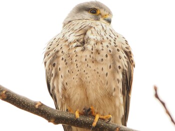 Common Kestrel 淀川河川公園 Sat, 1/29/2022