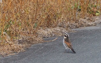 Dusky Thrush Isanuma Sat, 1/29/2022