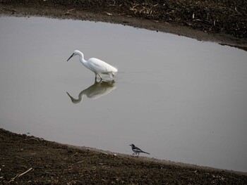 Little Egret Isanuma Sat, 1/29/2022