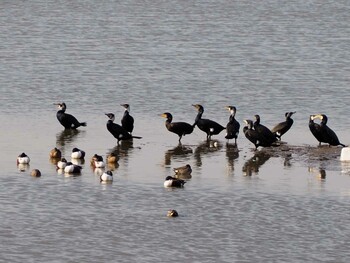 Great Cormorant Isanuma Sat, 1/29/2022