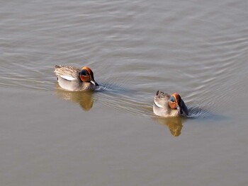 Eurasian Teal Isanuma Sat, 1/29/2022