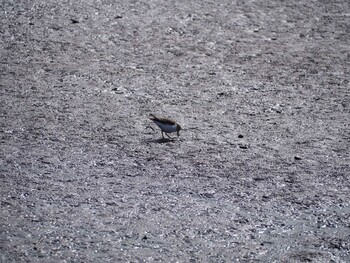 Common Sandpiper Isanuma Sat, 1/29/2022