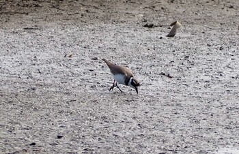 Little Ringed Plover Isanuma Sat, 1/29/2022