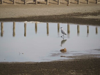 Grey Heron Isanuma Sat, 1/29/2022