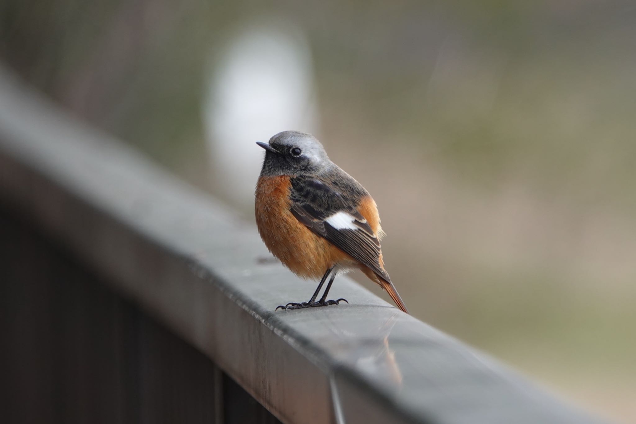 Photo of Daurian Redstart at 東京都 by ひじり