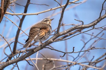 Dusky Thrush 福島市小鳥の森周辺 Sun, 1/30/2022