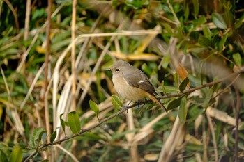 2022年1月30日(日) 東京都の野鳥観察記録