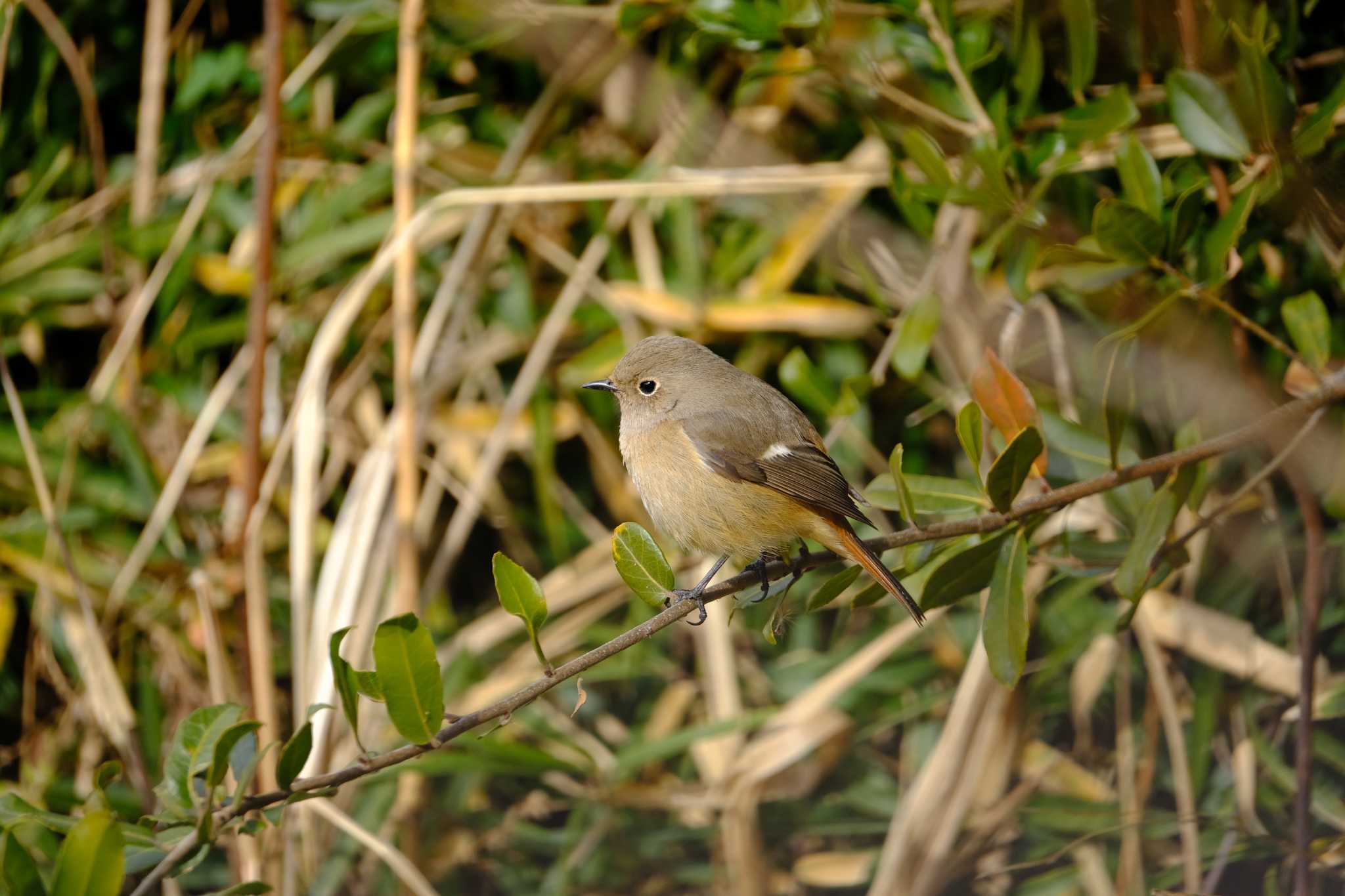 Photo of Daurian Redstart at 東京都 by toru