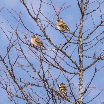 Brambling 御前山 Sat, 1/29/2022