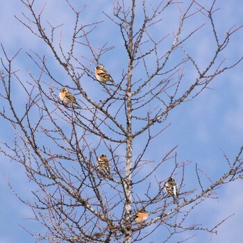 Brambling 御前山 Sat, 1/29/2022