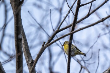 Masked Bunting 福島市小鳥の森周辺 Sun, 1/30/2022