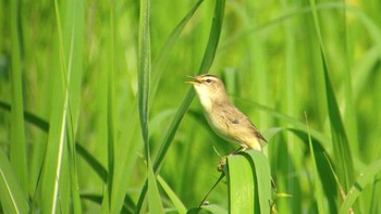 コヨシキリ 渡良瀬遊水地 撮影日未設定